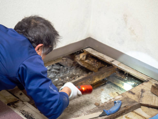 Best Professional Mold Removal  in Montpelier, ID