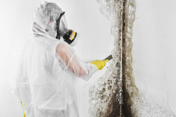 Best Toxic Mold Removal  in Montpelier, ID