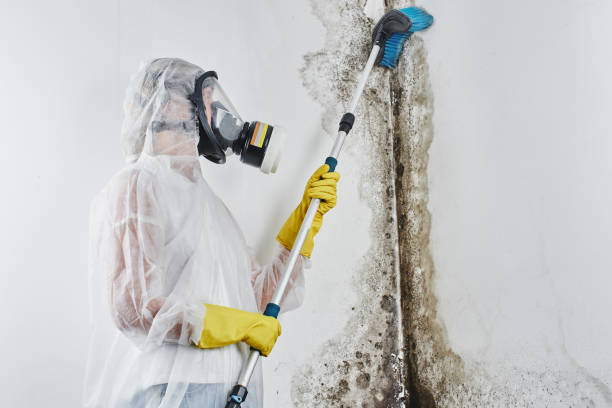 Best Emergency Mold Removal  in Montpelier, ID