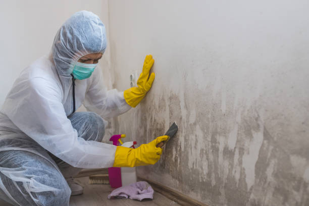 Best Mold Removal Specialists  in Montpelier, ID