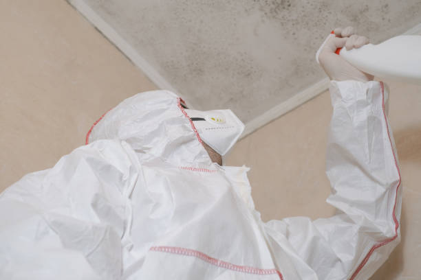 Best Fast Mold Removal  in Montpelier, ID