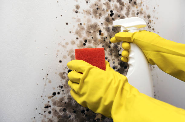 Best Toxic Mold Removal  in Montpelier, ID